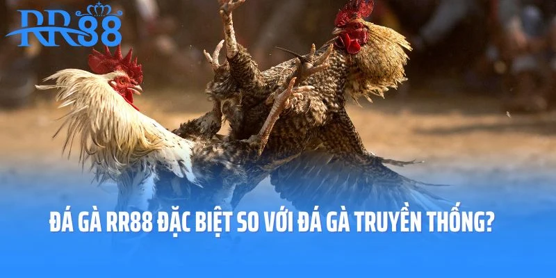Đá gà RR88 có gì đặc biệt so với đá gà truyền thống?